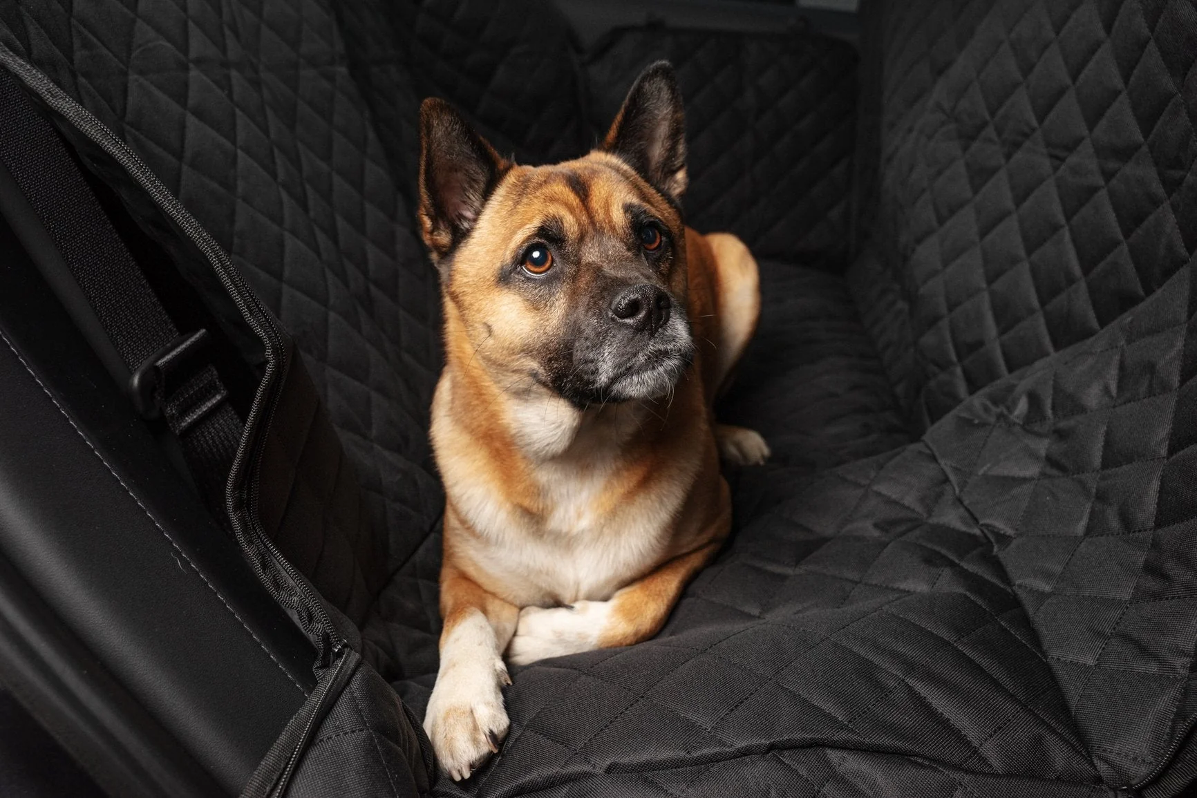 Hundematte für alle Tesla Modelle - Image 3